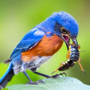 what eats blister beetles - bluebird