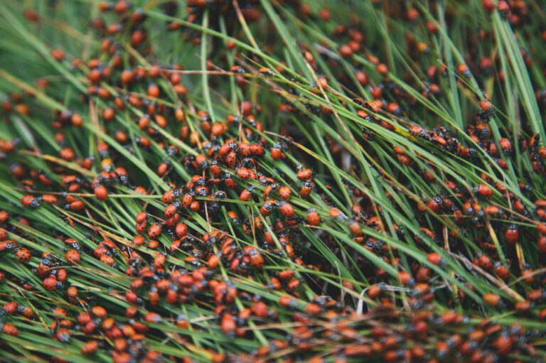 Where to Find Lady Bugs