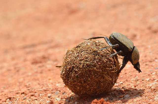What Do Dung Beetles Eat