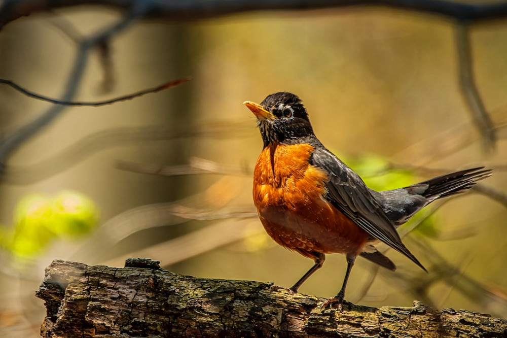 What Birds Eat Stink Bugs Fun Facts Beetles