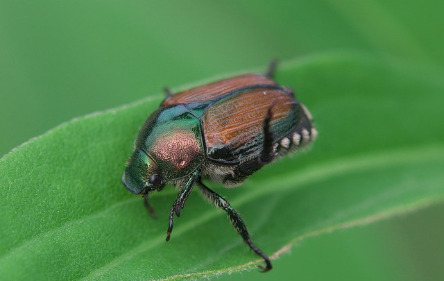 What Plants Do Japanese Beetles Eat