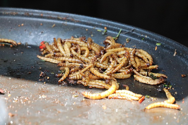 What Do Mealworms Turn Into
