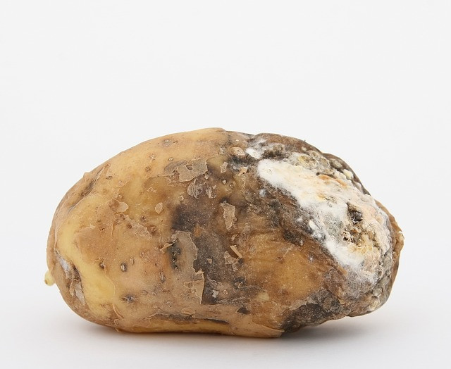 What Do Potato Bugs Eat
