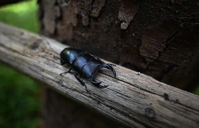 What Do Stag Beetle Eat