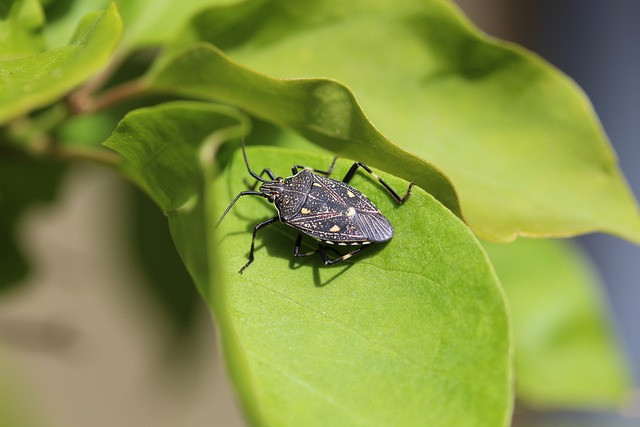 What Do Stink Bugs Eat
