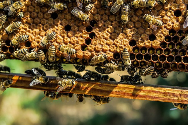 What Eats Hive Beetles – 5 Things
