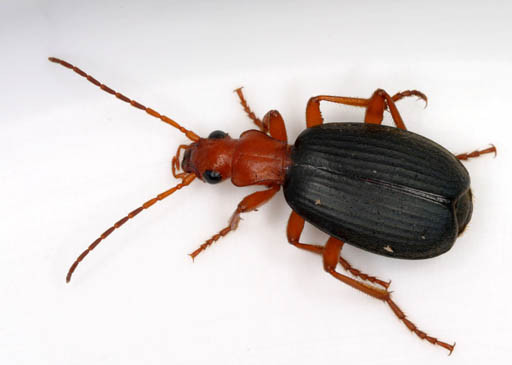 What Do Bombardier Beetles Eat? Dietary Insights