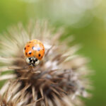 Find Out What Do Asian Ladybugs Eat