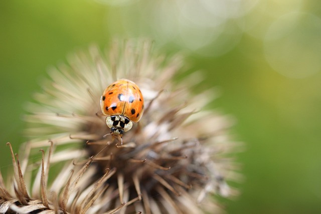 Find Out What Do Asian Ladybugs Eat