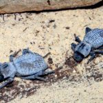 What Do Blue Beetles Eat? Dietary Insights For Long Life