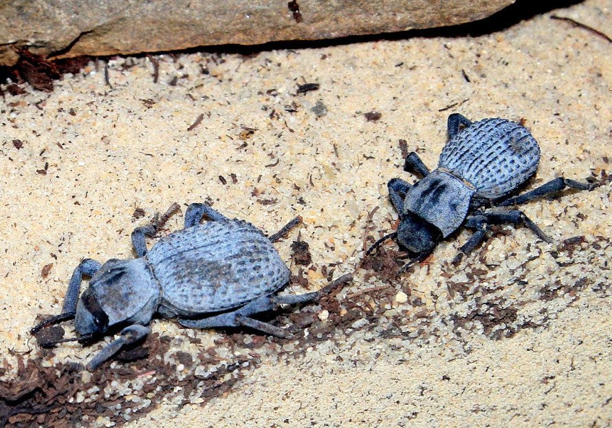 What Do Blue Beetles Eat? Dietary Insights For Long Life