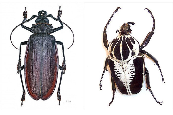 titan beetle vs goliath beetle