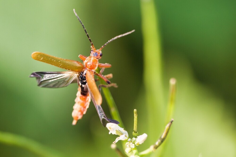 Interesting Facts About Beetle Anatomy